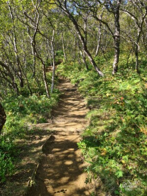 Forêt de bouleaux Forêt de bouleaux