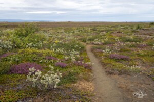 Beautiful vegetation along the trail Beautiful vegetation along the trail