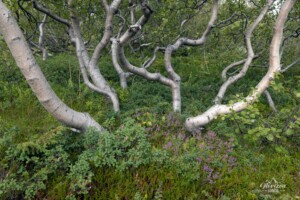 Birch forest Birch forest