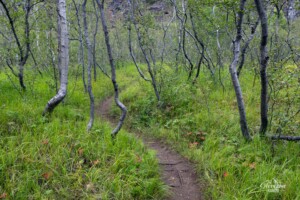 Forêt de bouleaux Forêt de bouleaux