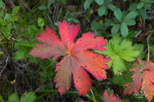 Végétation rare en Islande Végétation rare en Islande