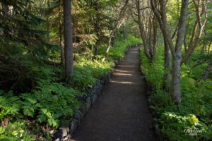 Sentier dans la forêt ! Sentier dans la forêt !