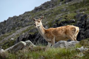 Rencontre avec une biche Rencontre avec une biche