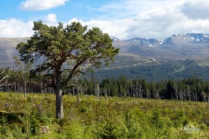 Summits of the Cairngorms Summits of the Cairngorms