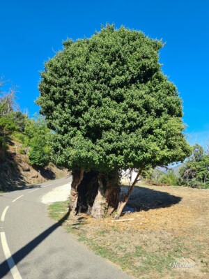L'un des nombrreux châtaigniers L'un des nombrreux châtaigniers