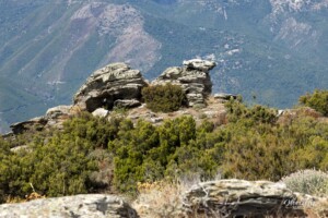 Un chien ? Une tortue ? ... Un chien ? Une tortue ? ...