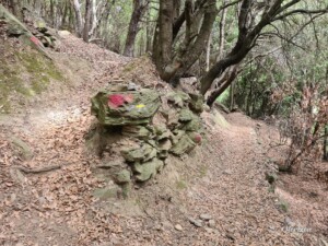 Descente en forêt Descente en forêt