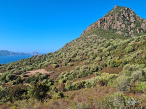 Punta Castellacciu (587 m) peu après le départ