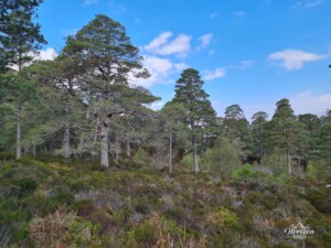 Caledonian pine forest Caledonian pine forest