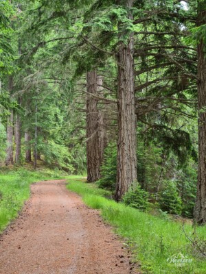 Forest trail Forest trail