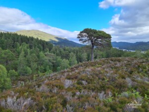 Glen Affric Glen Affric