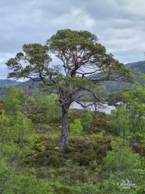 Caledonian pines Caledonian pines