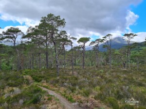 Caledonian pines Caledonian pines