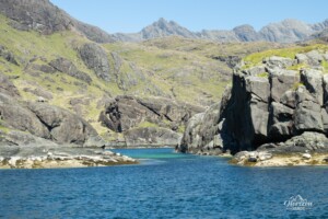 Phoques sur les berges Phoques sur les berges