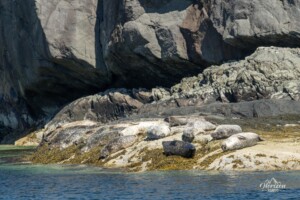 Seals on the shore Seals on the shore