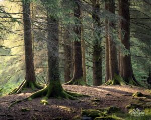 Forest trail Forest trail