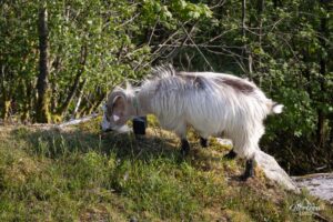 Goats at the foot of the funicular Goats at the foot of the funicular