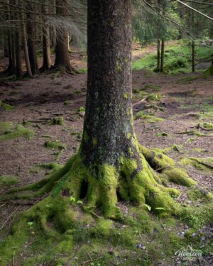 Forest trail Forest trail