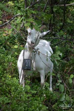 Encounter with goats Encounter with goats