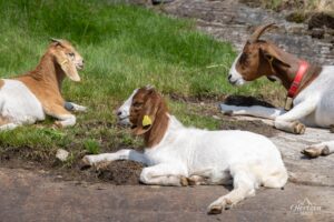 Chèvres de la ferme de Vesterås Chèvres de la ferme de Vesterås