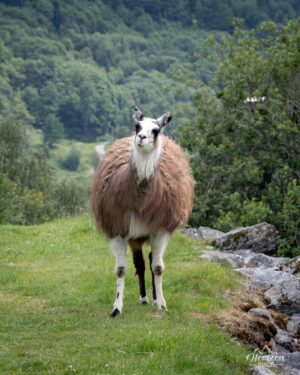 Lama de la ferme Lama de la ferme
