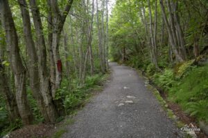 Large piste forestière au départ Large piste forestière au départ