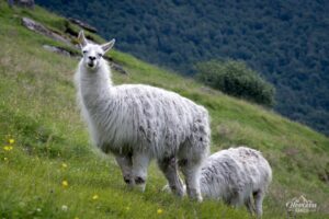 Lamas de la ferme de Vesterås Lamas de la ferme de Vesterås
