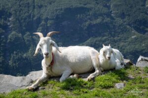 Chèvres de la ferme de Vesterås Chèvres de la ferme de Vesterås