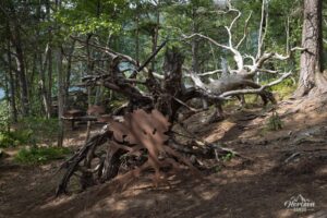 Descente en forêt Descente en forêt