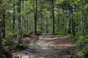Descente en forêt Descente en forêt