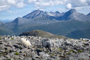 Vue à l'est depuis Blånebba Vue à l'est depuis Blånebba
