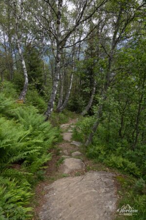 Very short stretch in the forest Very short section in the forest