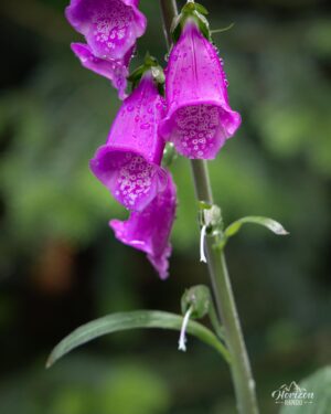 Purple foxglove Purple foxglove