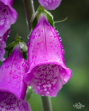 Purple foxglove Purple foxglove