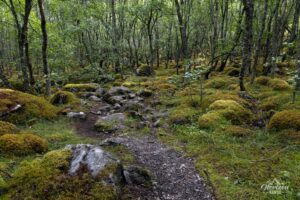Forest trail Forest trail
