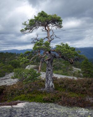 Magnificent pine trees Magnificent pine trees