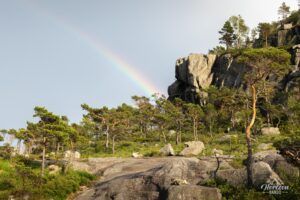 Sparse pine forest Sparse pine forest