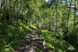 Sentier en forêt Sentier en forêt
