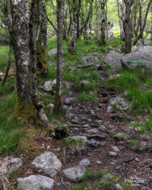 Sentier forestier balisé et agréable Sentier forestier balisé et agréable