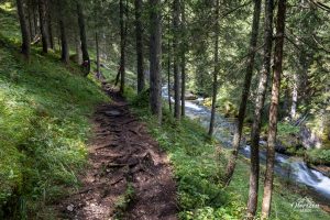 Sentier forestier en remontant le Rio Fanes Sentier forestier en remontant le Rio Fanes