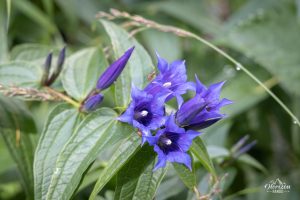 Gentiane à feuilles d'asclépiade gentiane à feuilles d'asclépiade
